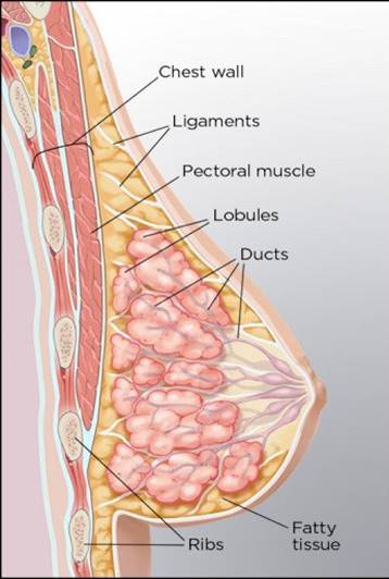 anatomy of breast