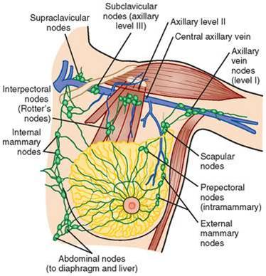 lymph node draining