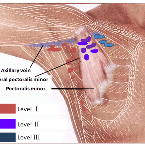 structure defining the lymph node